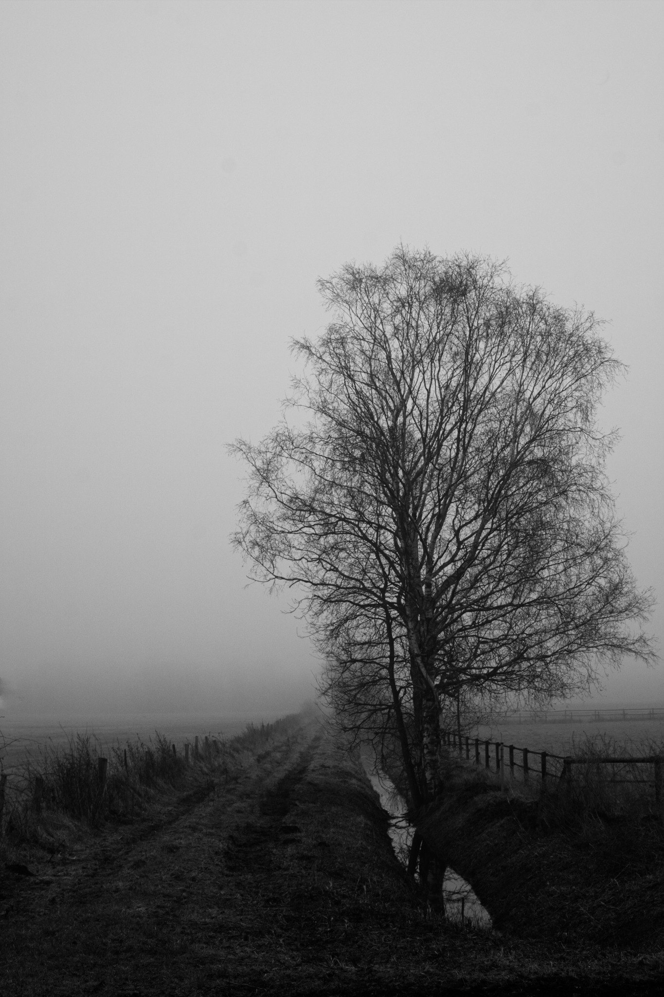 Baum an einem Graben im Nebel, Schwarzweiß