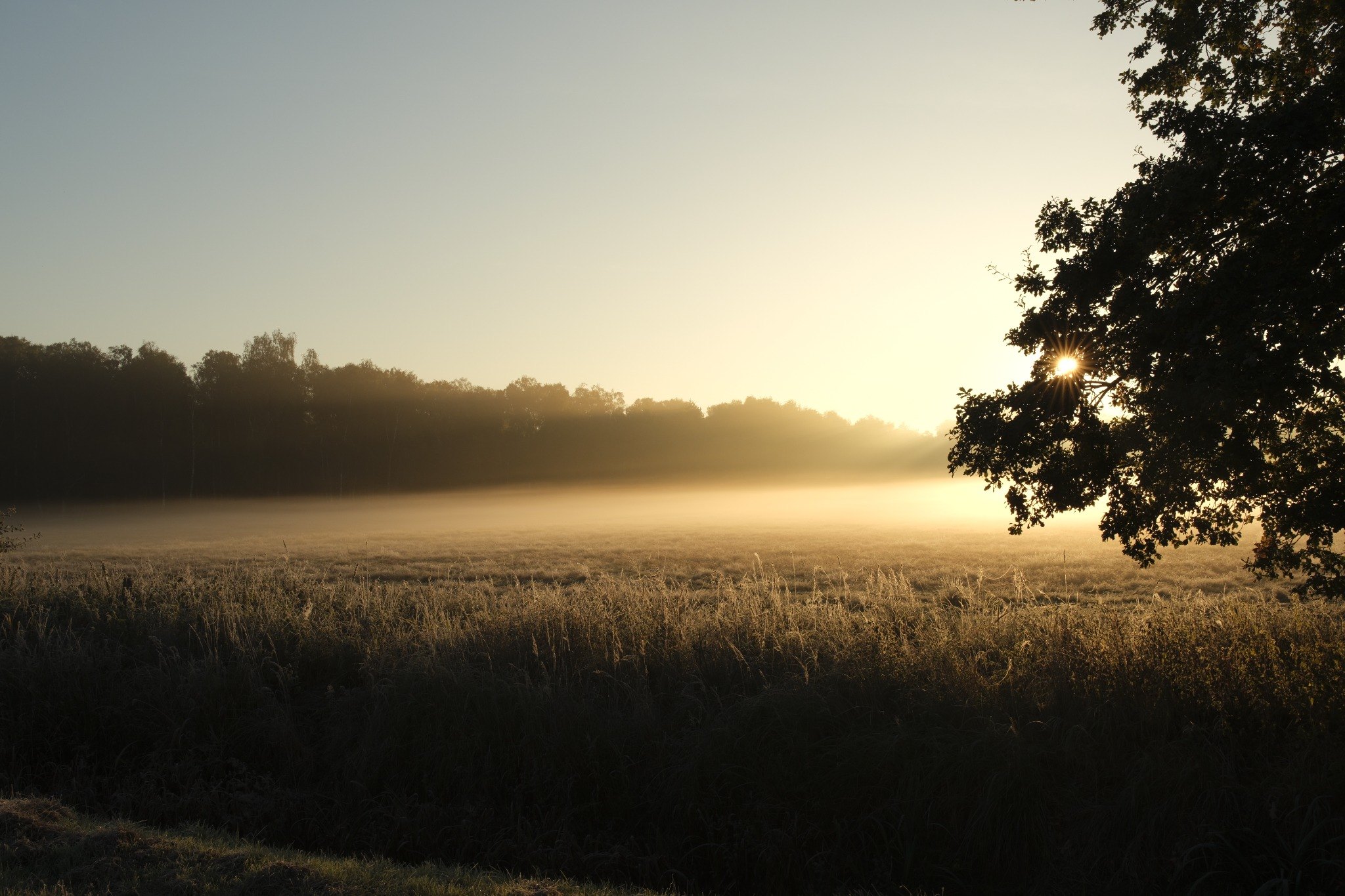 Nebelfeld im goldenen Morgenlicht
